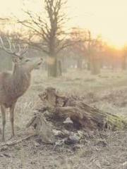 Transmigration: Feel