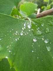 Fāng Chénlín Xuěyán