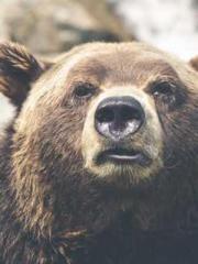 Lu Wanwan Li Jingche