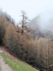 Rebirth of the Urban