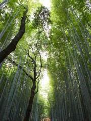 The Stand-in Wife Wa