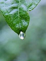 Mr. Gu, your wife is