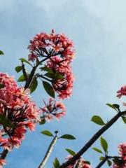 Grandpa Fuapos;s Ful