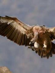 Super husband Lin Xi