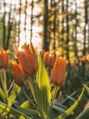 The Ugly Womanapos;s