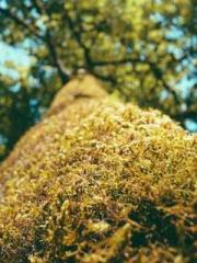 Lu Wanwan Li Jingche